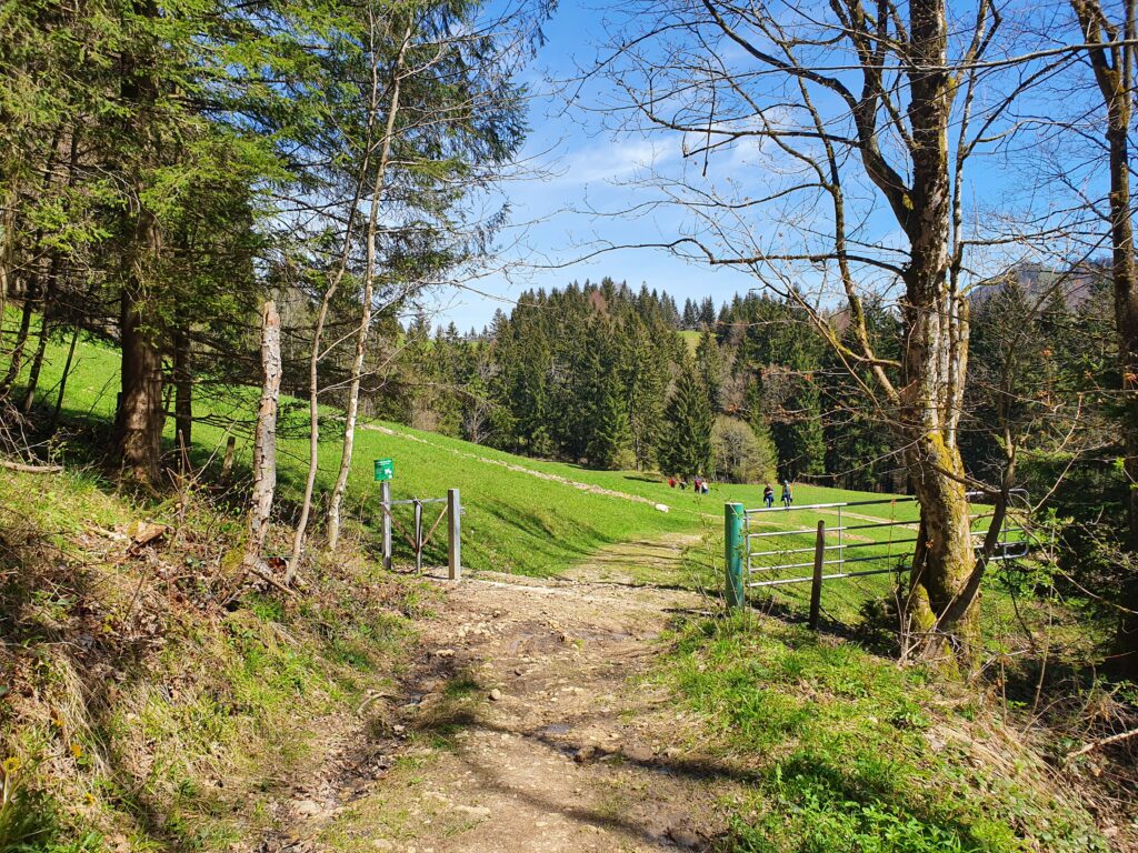 Weissenalm Rückweg